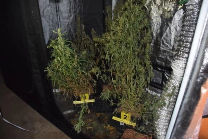 Policija Uzgajanje Marihuane