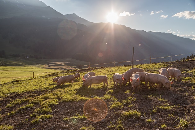 Pigs,on,farm,in,switzerland
