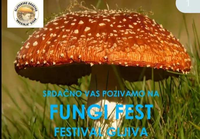 Fungi Fest 3